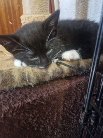 The cuties are looking for a new home.