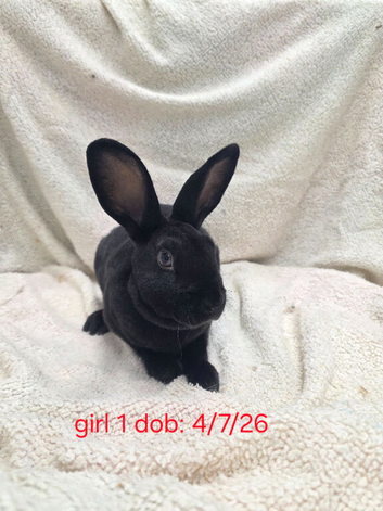 Litter of female mini rex