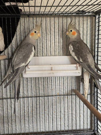Young Cockatiels Available &ndash; Pearl Females & Grey Males (Unrelated)