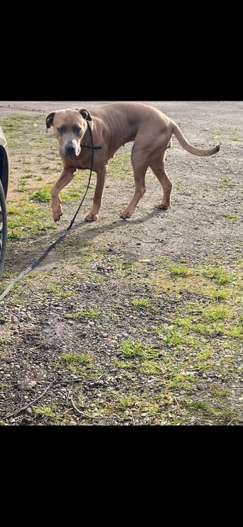 Cane Corso girl 2 years