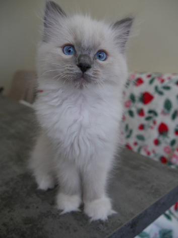 3 beautiful ragdoll are looking for a forever home