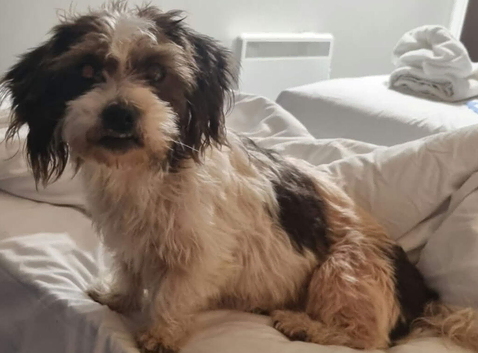 Jack cross tzu