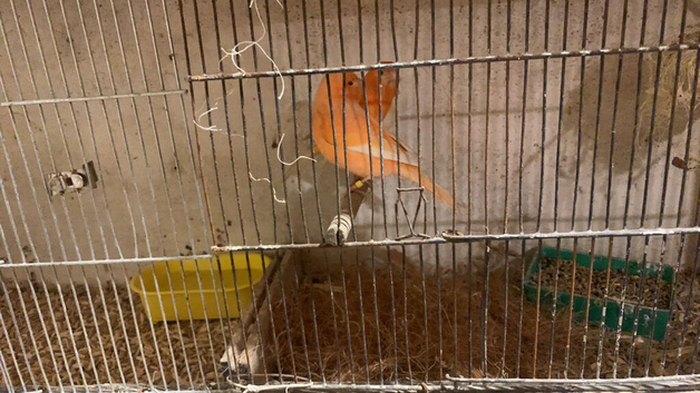 I am selling my canarys and breeding cages