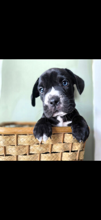 4 chunky boy frenchbulldog x labrador READY IN 8 DAYS