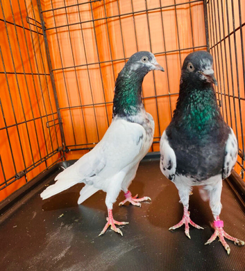Pakistani pigeons