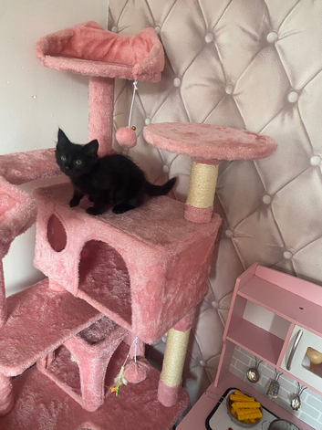 12 week old female black kitten for sale