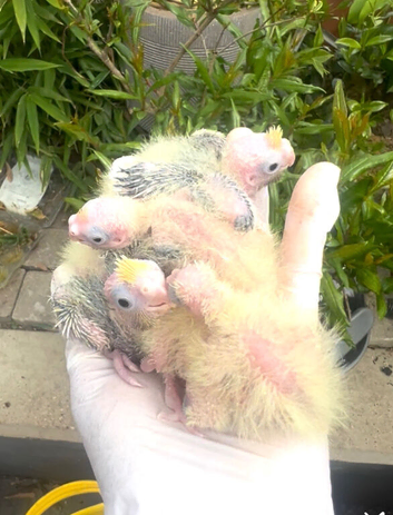 Hand reared baby cocktails for reservation reservation