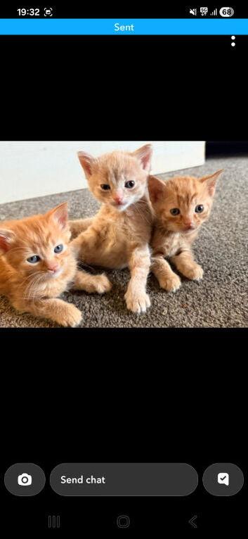 stunning kittens available