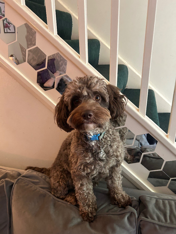 Male brown cockapoo STUD SERVICES