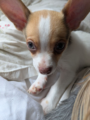 Chihuahua puppy last boy ready now