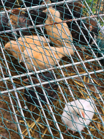 Unsexed chicks,various breeds
