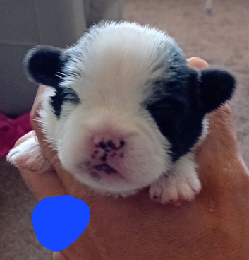 Jackapoo x shih tzu pups 6 available