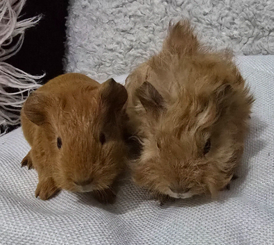 Sow Pair ready 4th nov