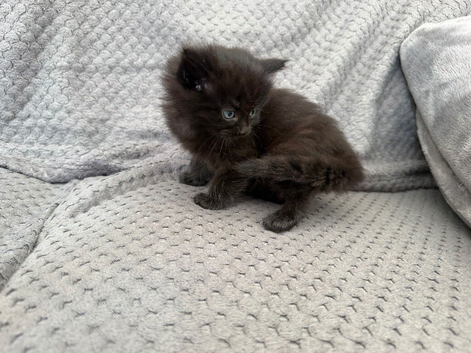Kittens for sale