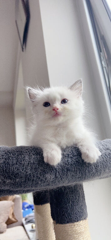Beautiful pure ragdoll kittens