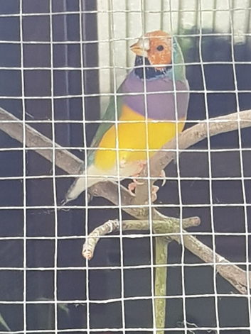 Gouldian cocks