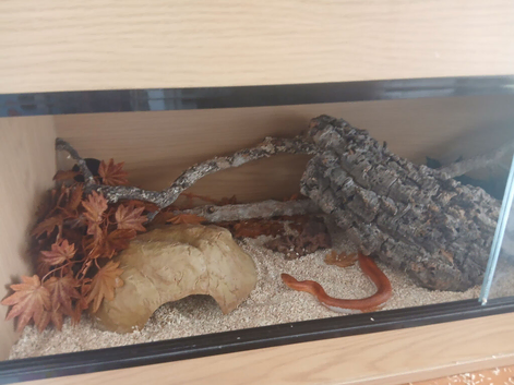 Corn snake for sale