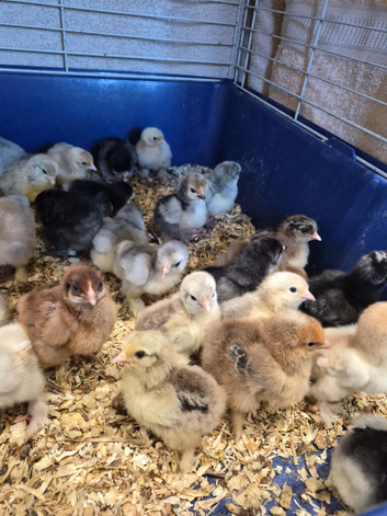 Pekin bantam chicks and hatching eggs