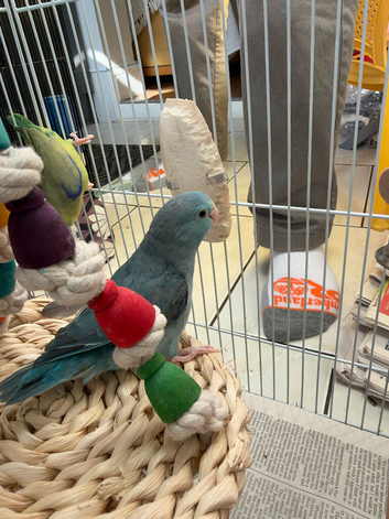 Pair of parrotlets Male and Female