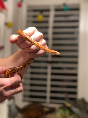 2 male corn snakes for sale