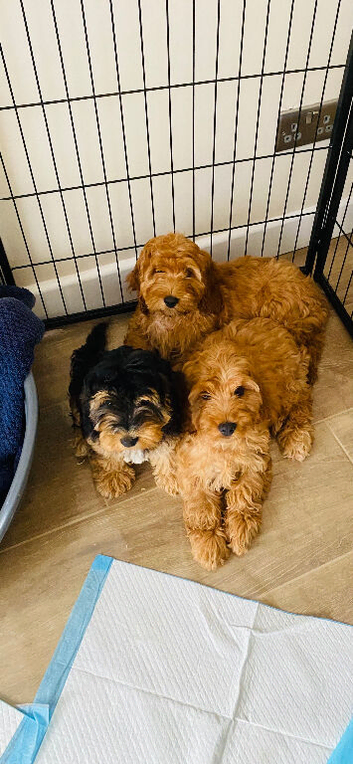 Cockerpoo puppy&rsquo;s