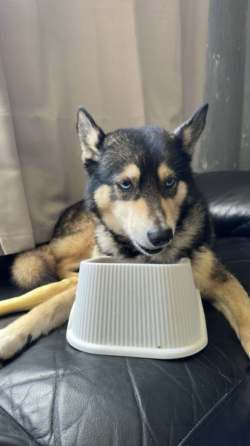 Good home needed for 2 inseparable huskies