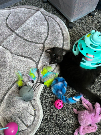 Kitten
