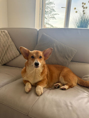 Corgi girl for sale