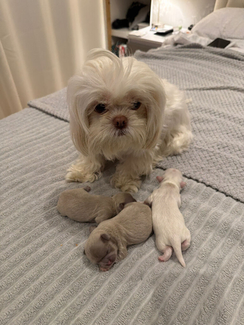 Imperial Shih Tzu puppies for sale