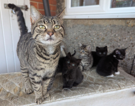 6 kittens ready for their forever home