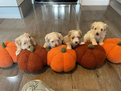 Toy maltiopoo
