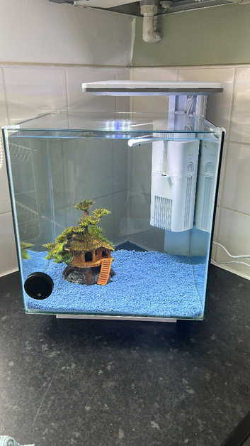 2 baby cichlids fish