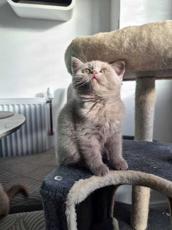 3 playful females left