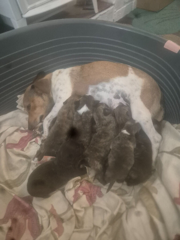 Stunning westiejack west Highland terrier x jack russell puppies