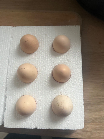 Mixed Hatching Eggs - Pekin, Silkie & Pekin x Silkie
