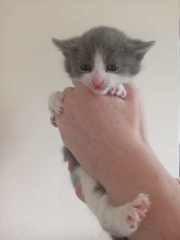 Kittens ready to leave Sunday 14th June