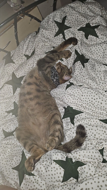 Two cats needing rehomed