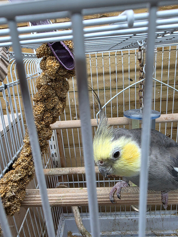 Very Tame bonded Pair Pastel faced Cockatiels