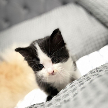 Stunning kitten&rsquo;s available