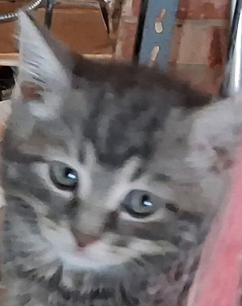 Beautifull Manx kittens