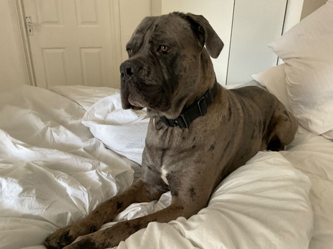 Cane corso