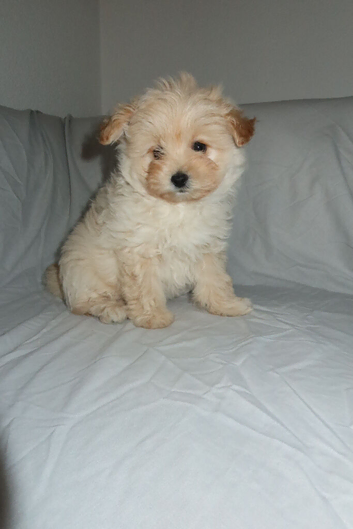 Pomapoo puppy