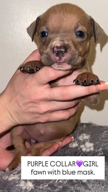 American bully x American bull staff