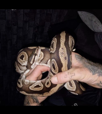 Bull python