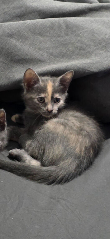 Grey calico kitten