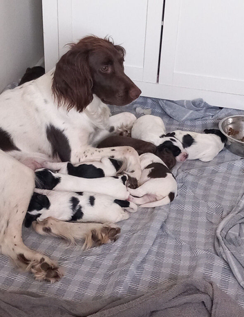 English Springer Spaniels puppies
