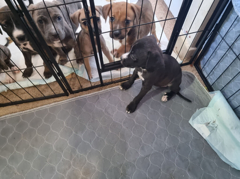 Staffy X lab for sale