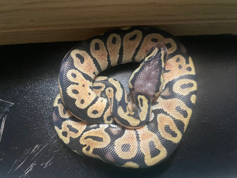 Pastel hypo het pie ball python