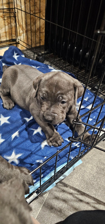 Puppies for sale