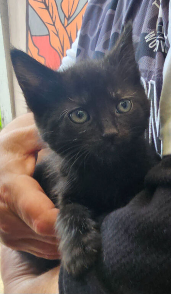 KITTEN FOR SALE READY TO LEAVE ONLY 1 GIRL LEFT